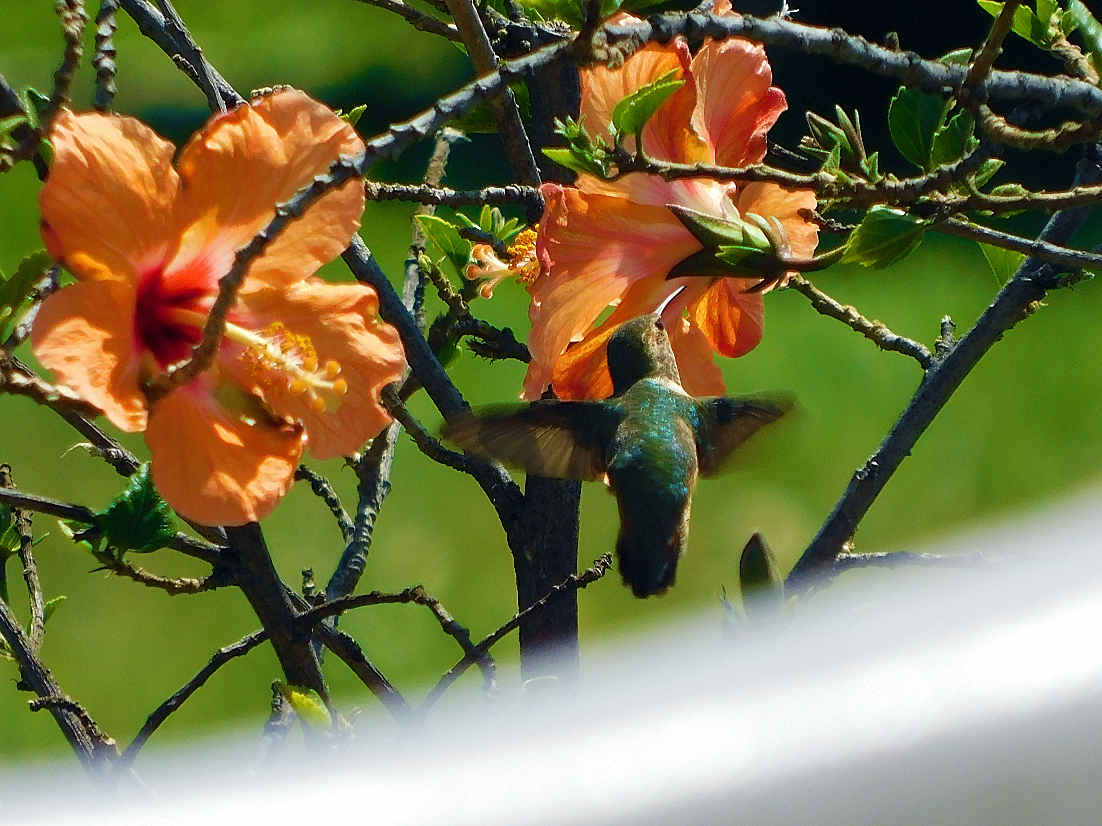 birds of paradise, photography by jeronimo rubio, 2018, all rights reserved, nature (1076).JPG