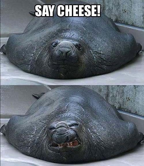 say-cheese-funny-memes.jpg