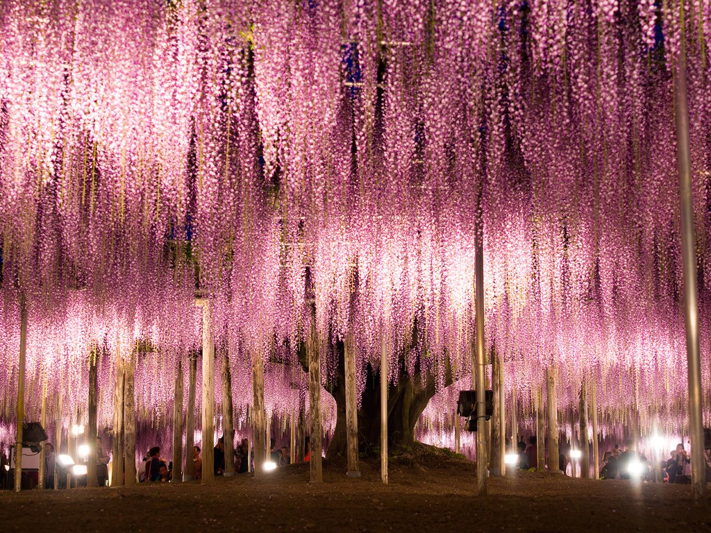 ashikaga-wisteria-japan-2-cr-getty.jpg