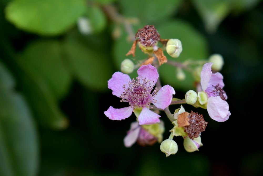 Wild flowers.JPG