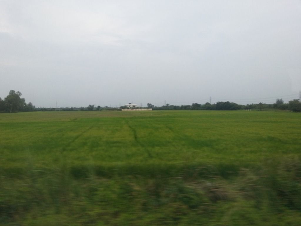 green rice field40.jpg