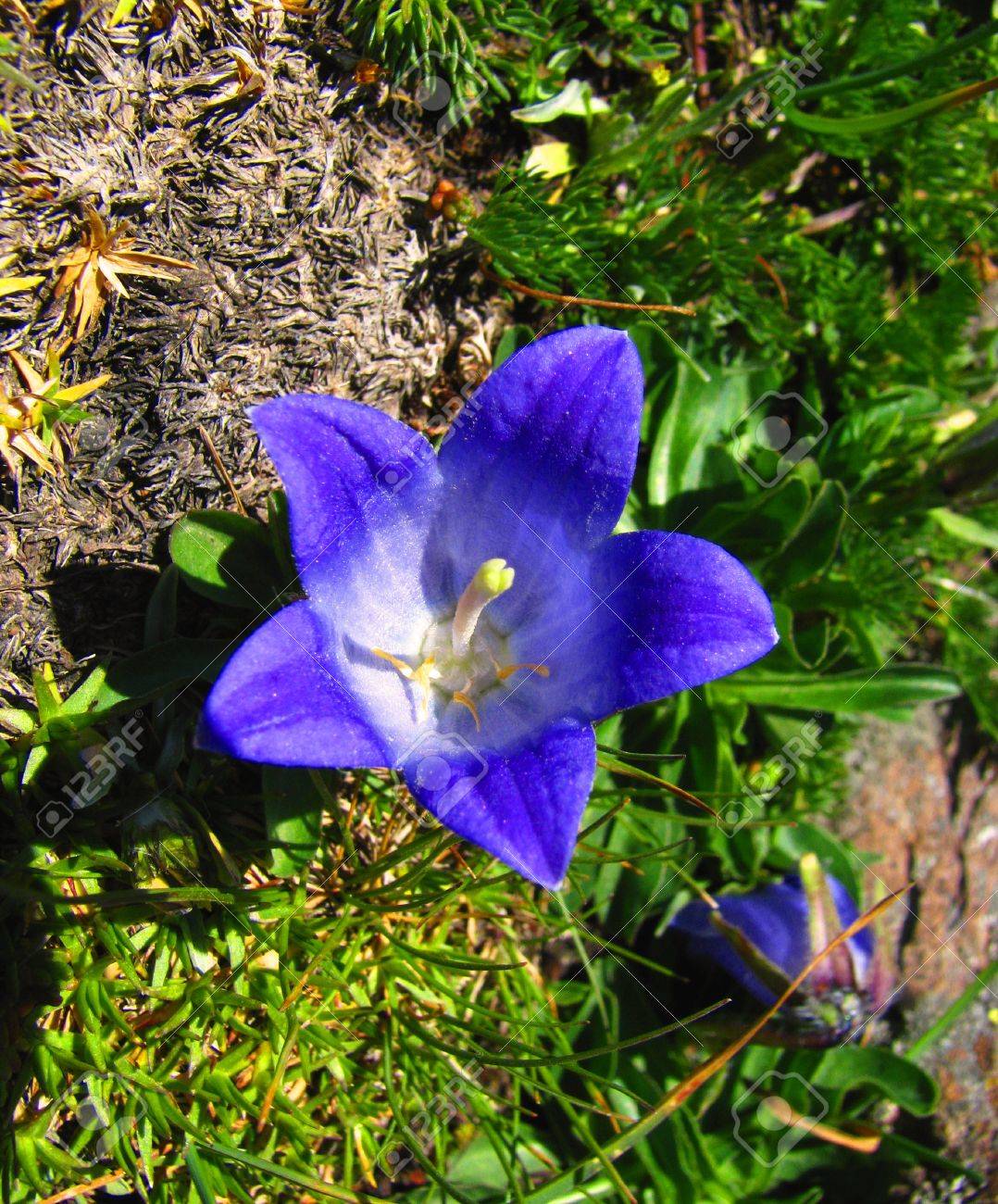 11967201-mountain-bluebell-flower-Stock-Photo.jpg