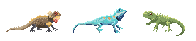 gecko3.png