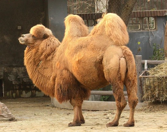 Camello Bactriano.jpg
