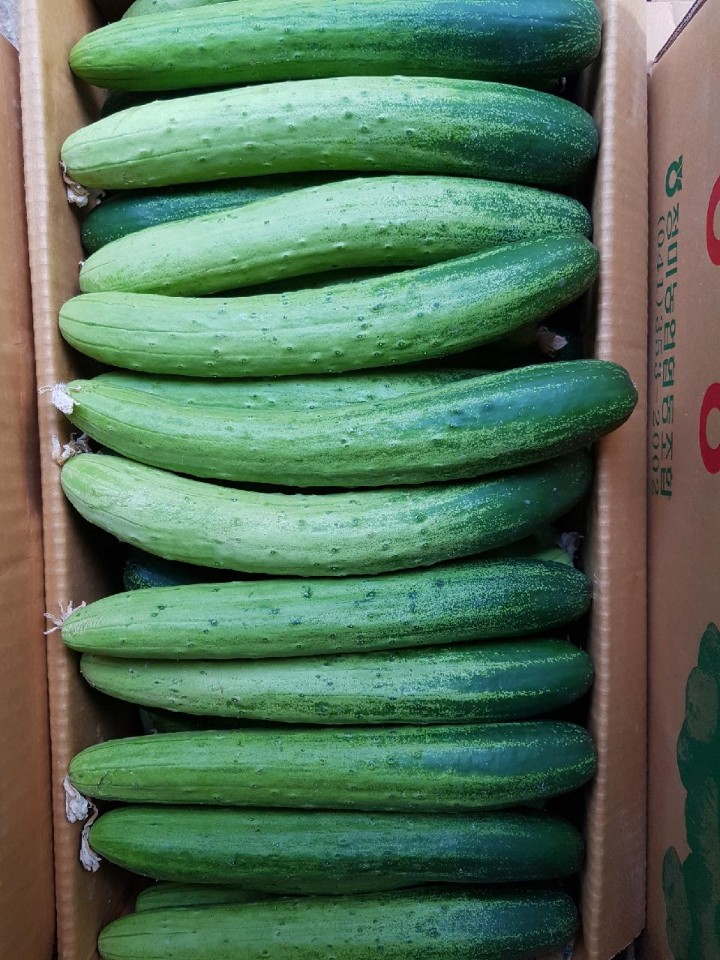 KakaoTalk20171028123709241 오이사진.jpg