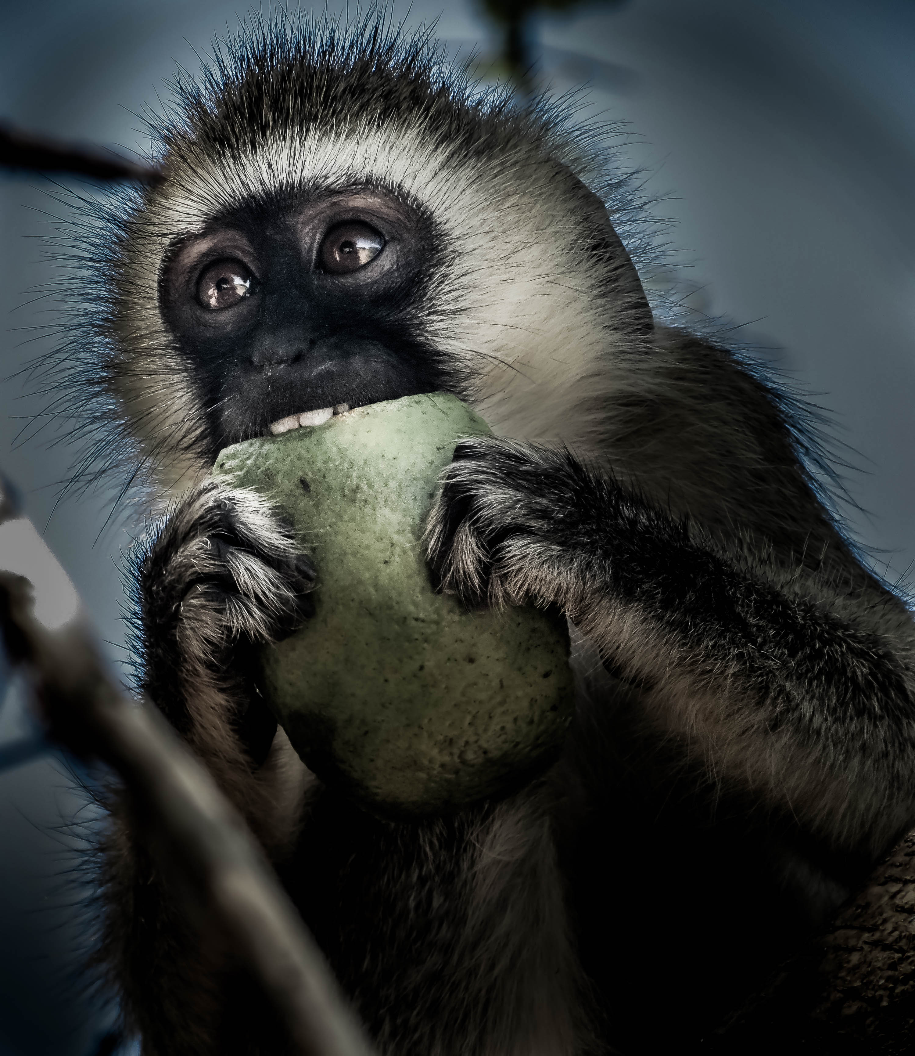 Editing animal pictures — Steemit