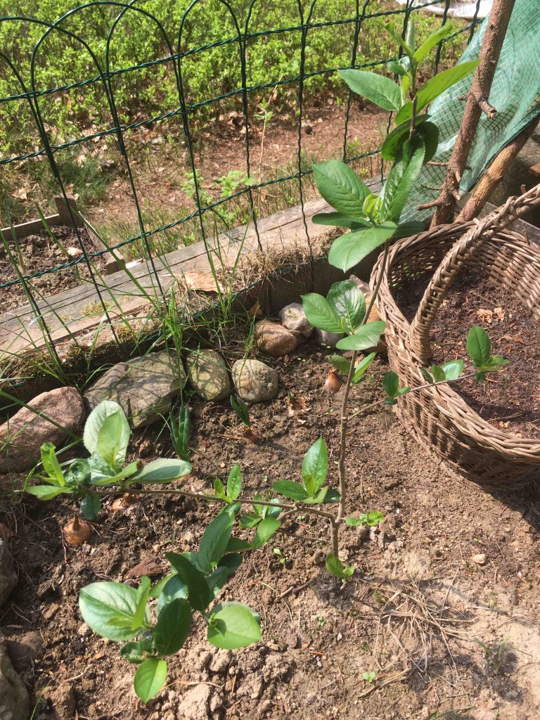 aronia.jpg