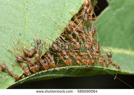 stock-photo-red-ant-ant-bridge-unity-team-586090064.jpg