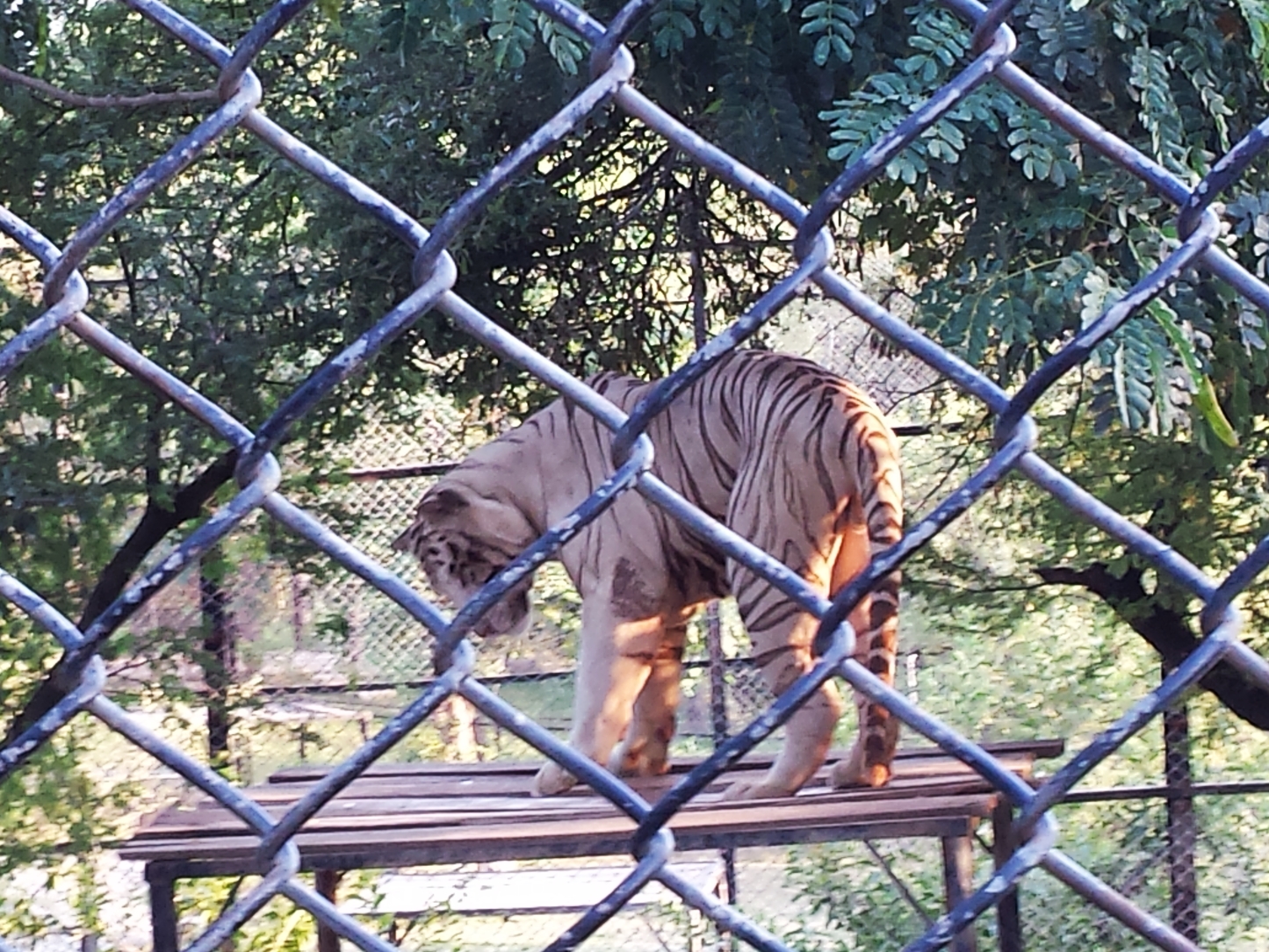 white siberian tiger.jpg