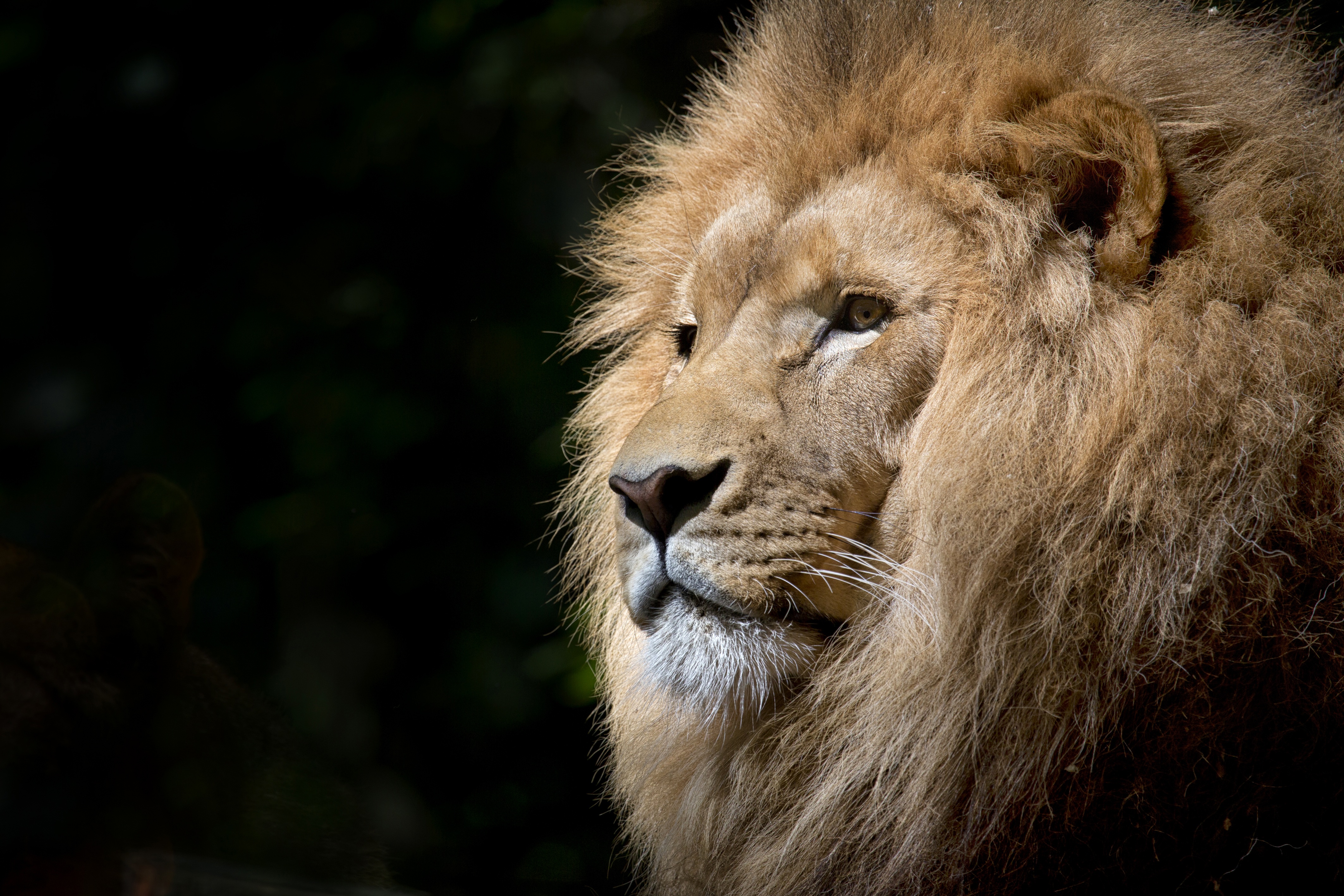 lion-wild-africa-african_iMGXqxD.jpg