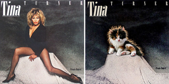 This-guy-created-very-cute-covers-of-the-music-world-replacing-singers-with-cats-5a2e80527ab66__700.jpg