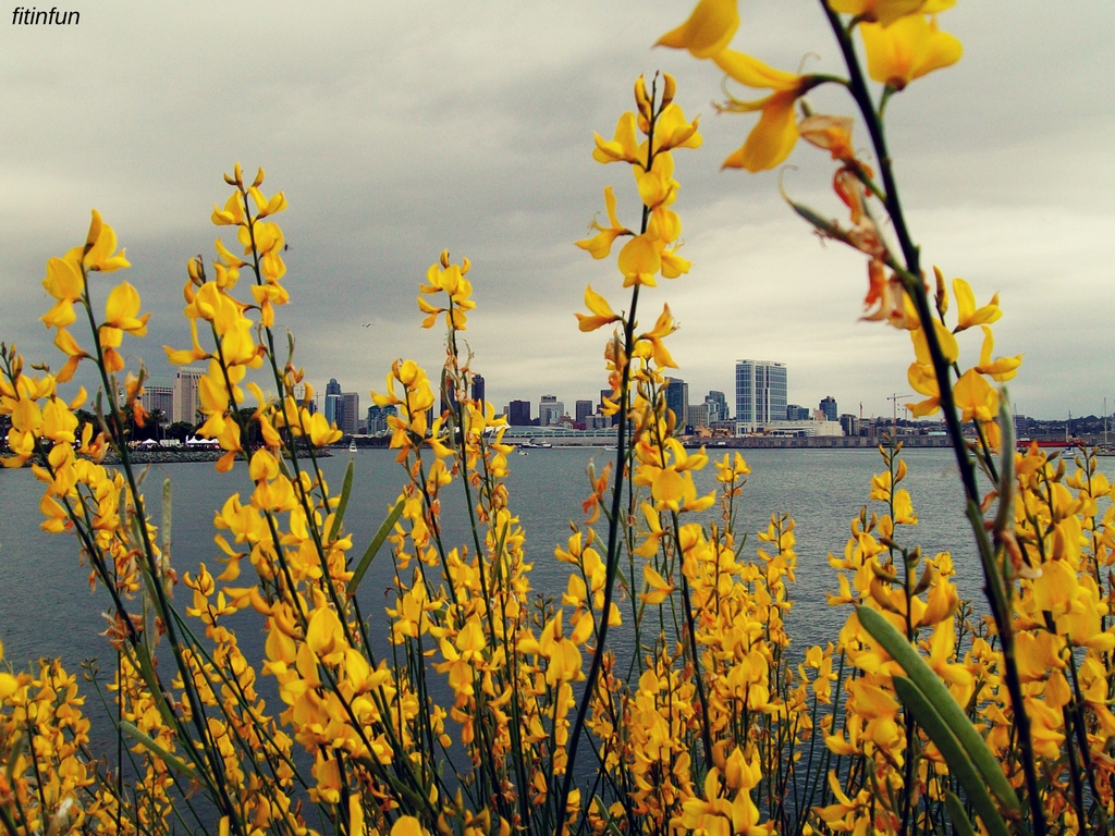 Yellow flowers gray day San Diego Bay California color challenge yellow wednesday fitinfun.jpg