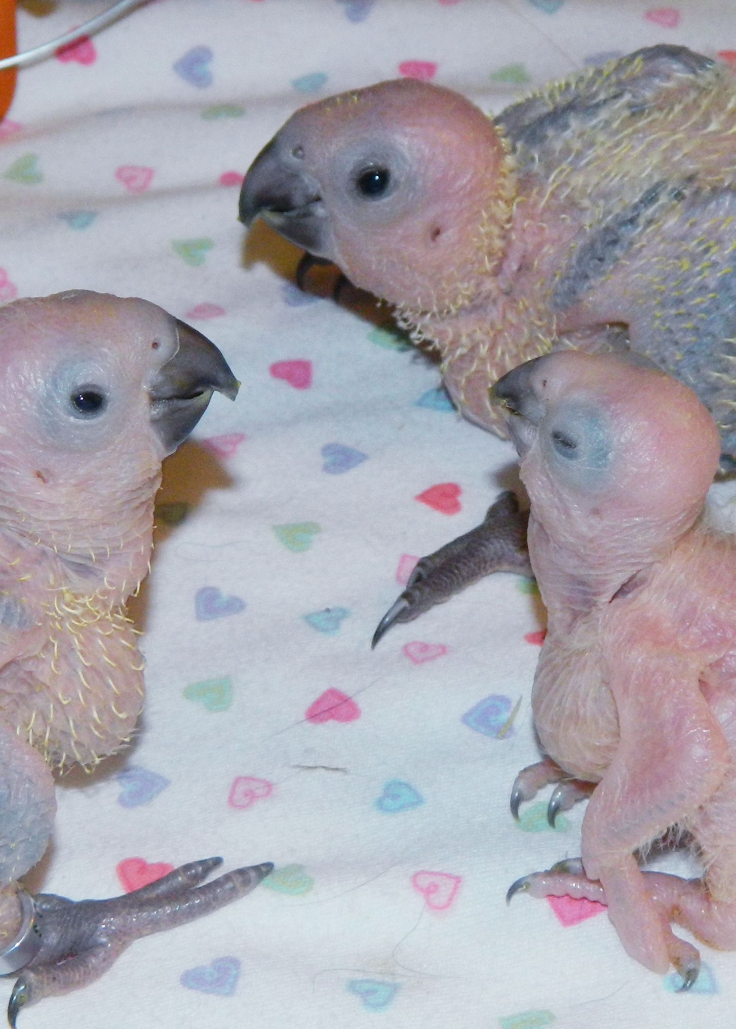 Baby Sun Conure Parrot