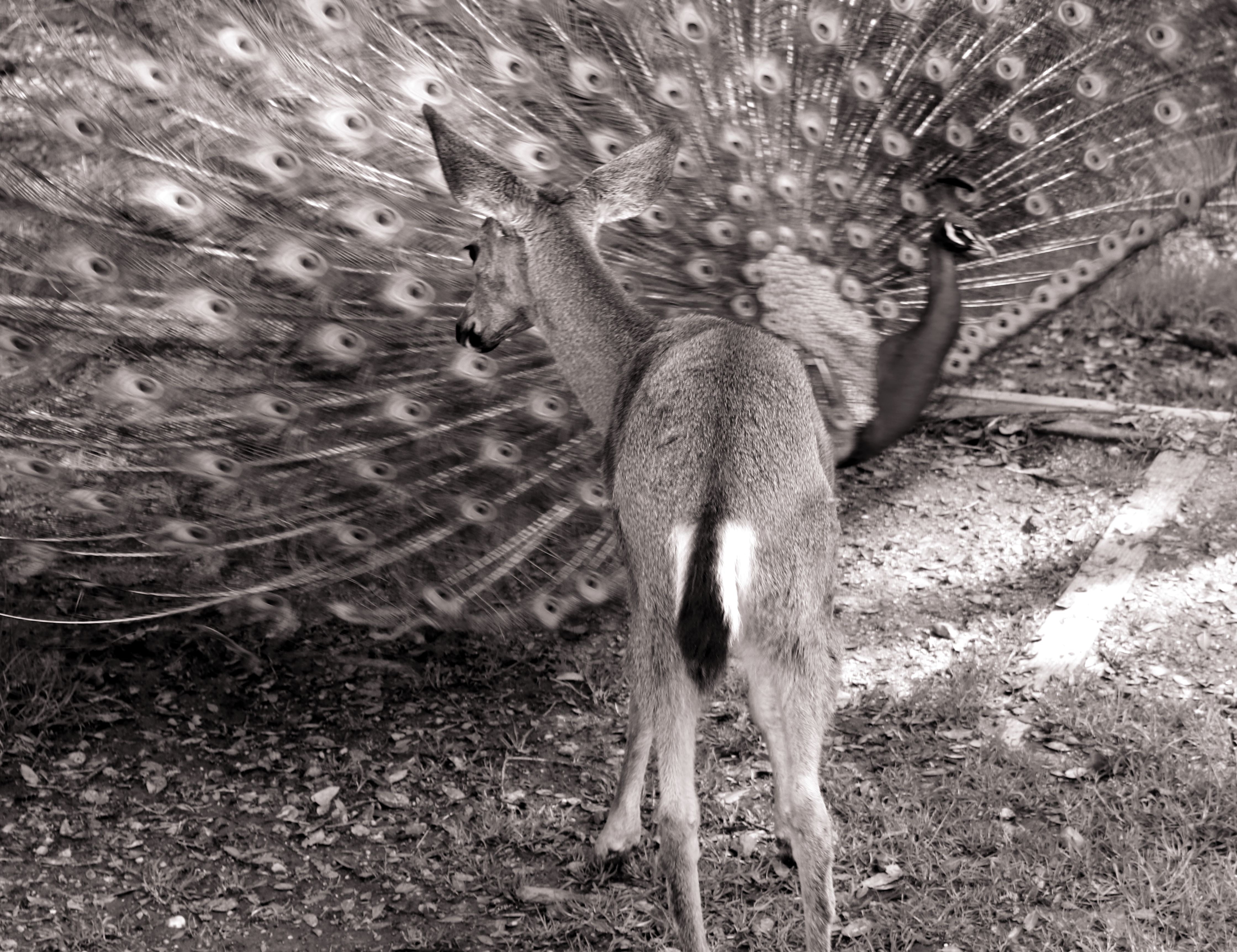 peacock crossing.JPG