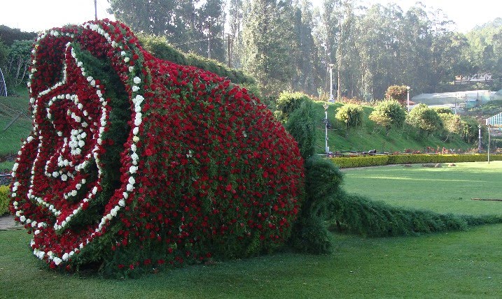 Ooty Rose garden.JPG