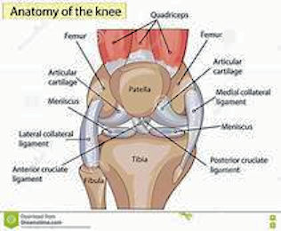 anatomy of human knee.jpg
