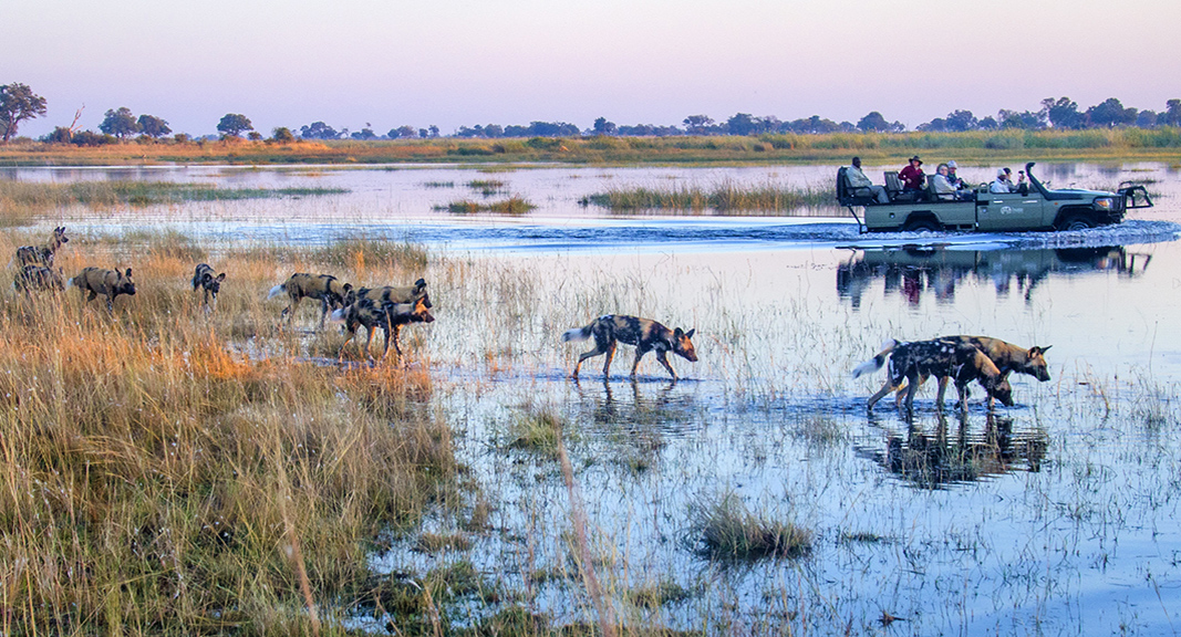 Okavango-Delta-Tours-from-USA-with-Lion-Dog-African-Safaris.jpg