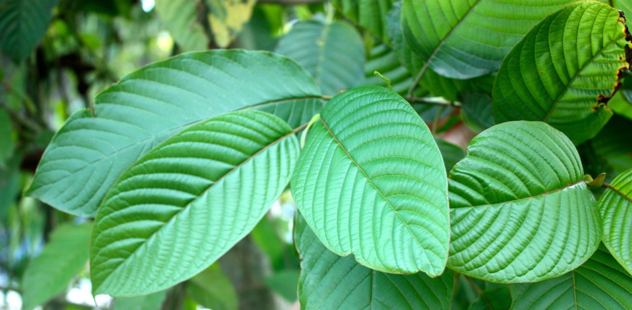 kratom-stimulant-energy-focus.jpg