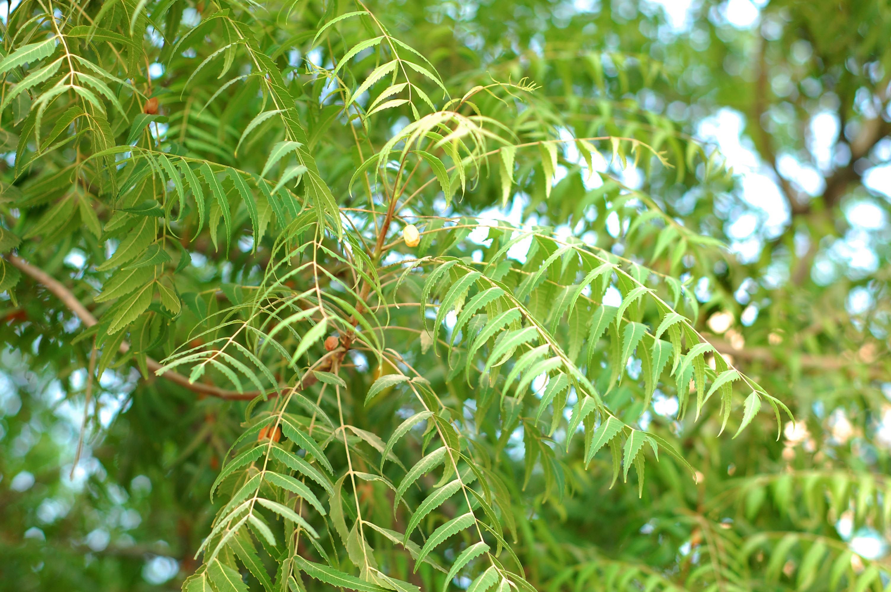 Azadirachta_Indica.JPG