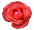 Rose Red 60Hr.jpg