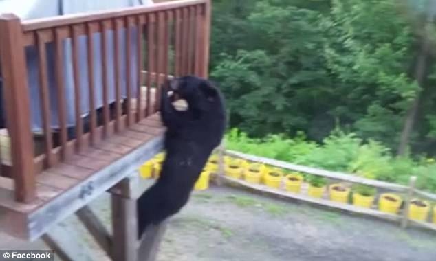 bear climbing a deck.jpg