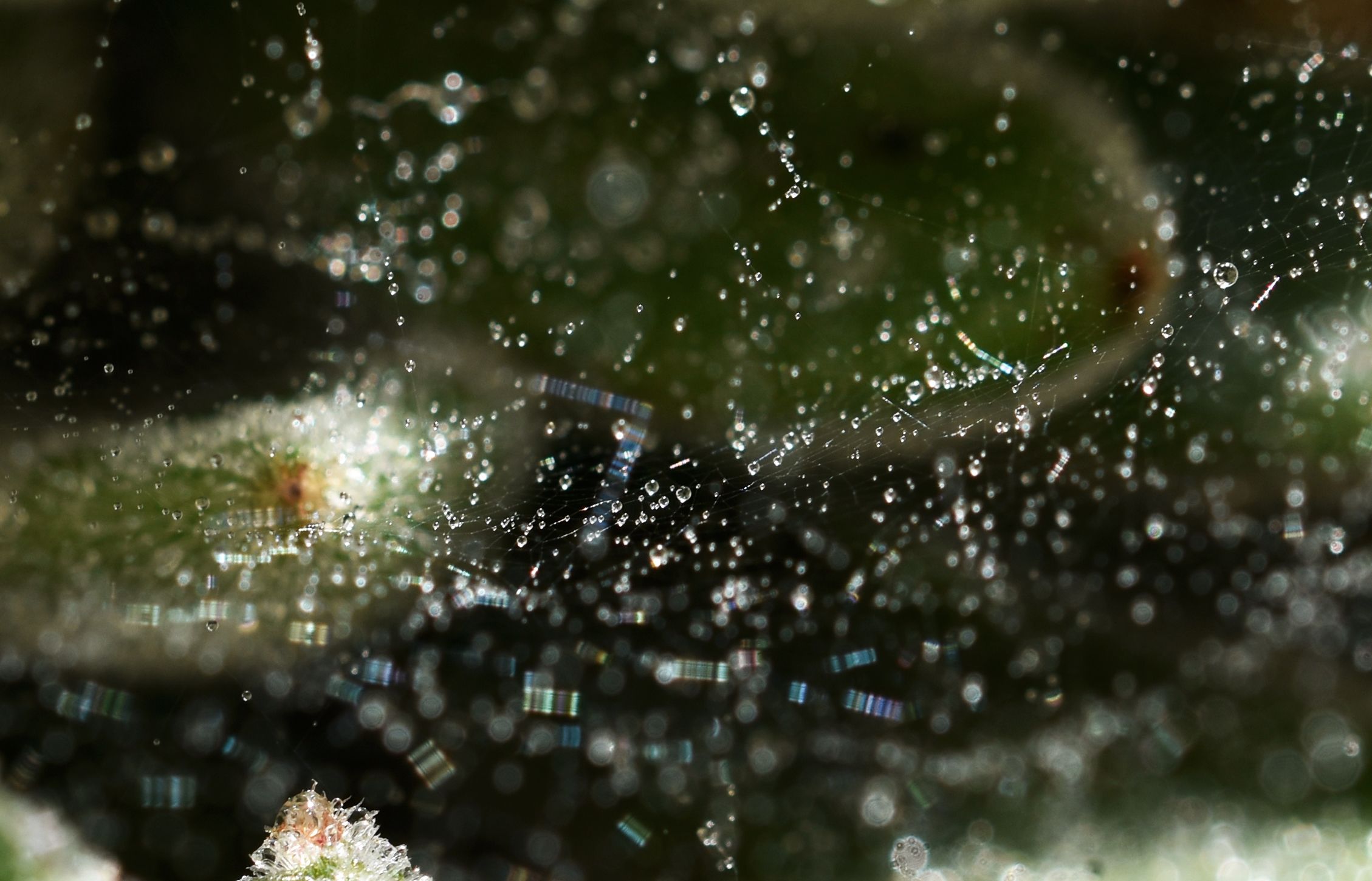 spiderweb drops macro 2.jpg