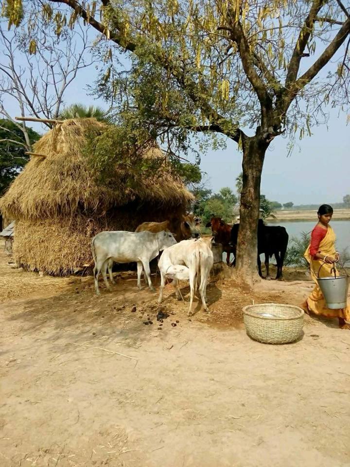 cattle vil.jpg