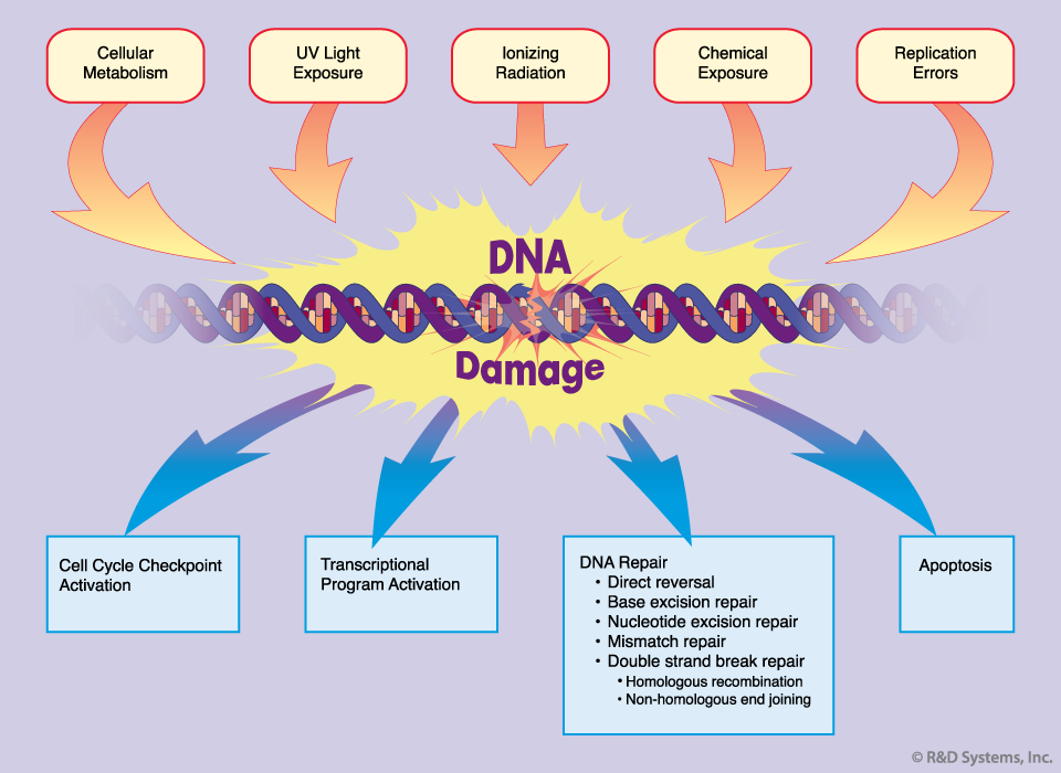 DNA damage.png
