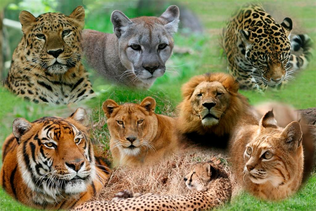 Big Cats (10).jpg