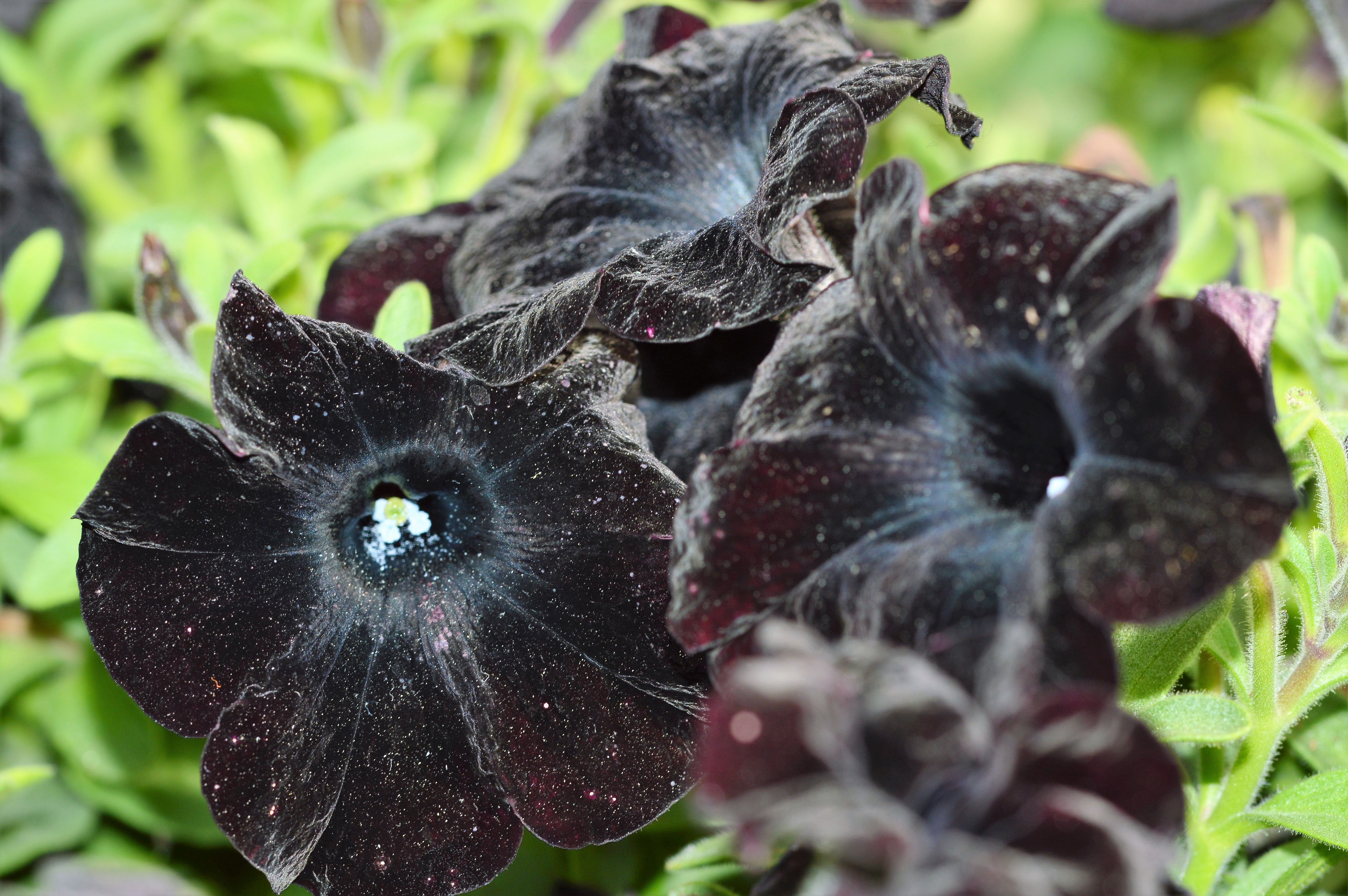 Blacks flowers. Elegant and austere flowers. (10 Photo by sardrt ) — Steemit