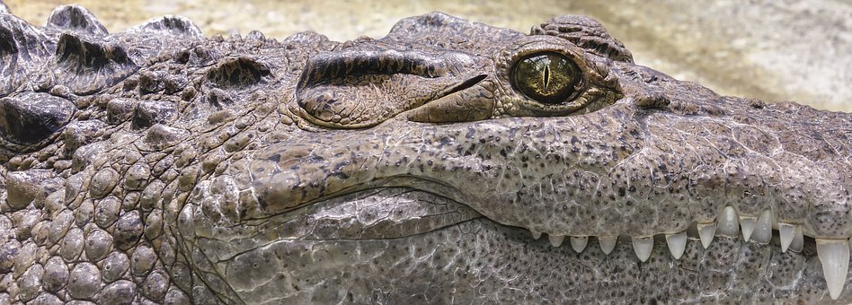 crocodile-1660537__340.jpg