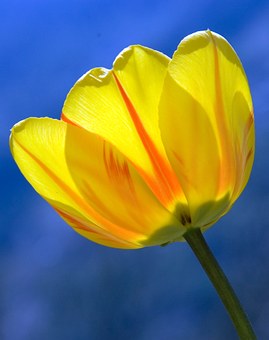 tulip-271352__340.jpg