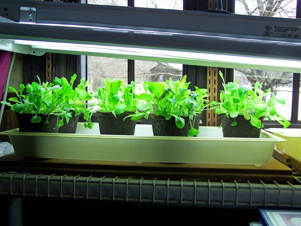 Mesclun crop March 2018.jpg