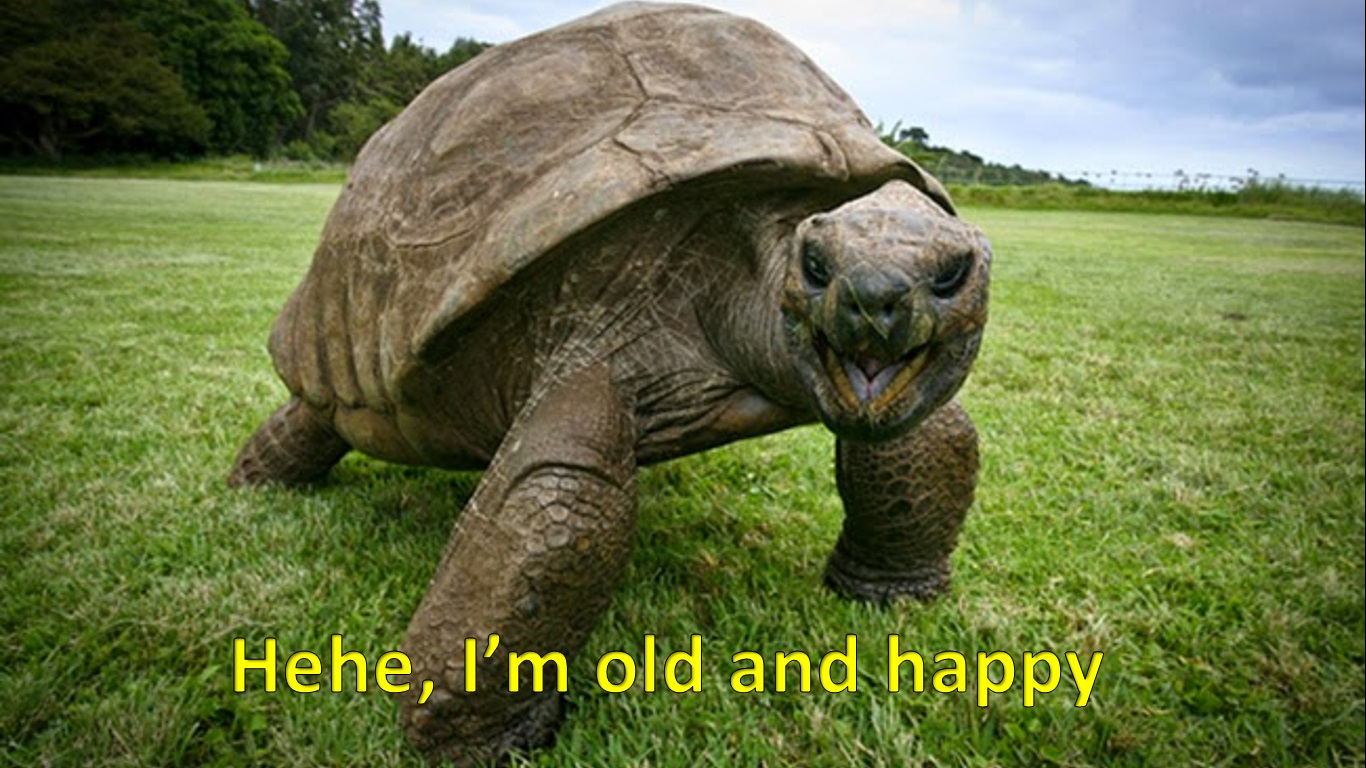 OldAnimal.jpg