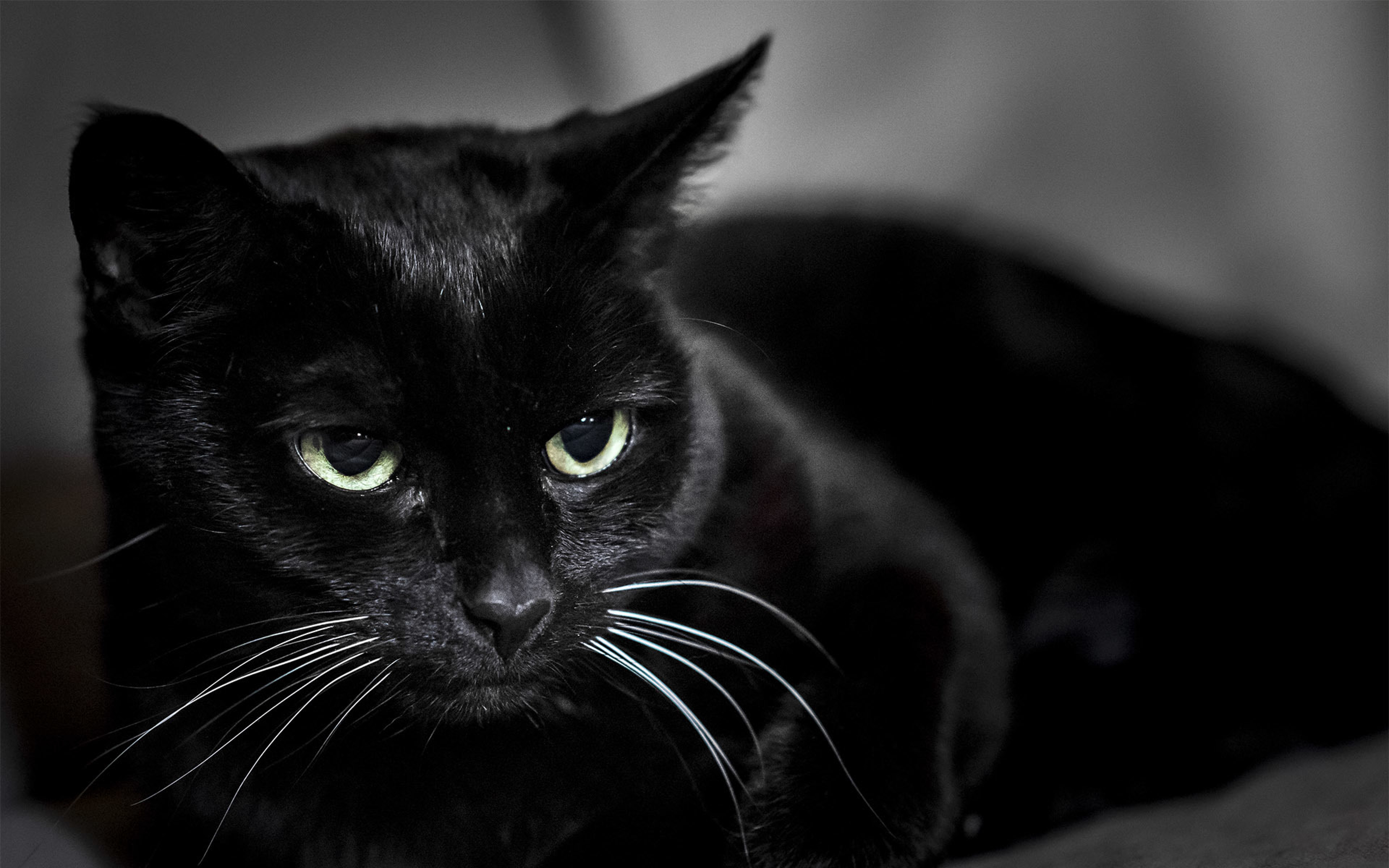 black_cat_muzzle_eyes_106808_3840x2400.jpg