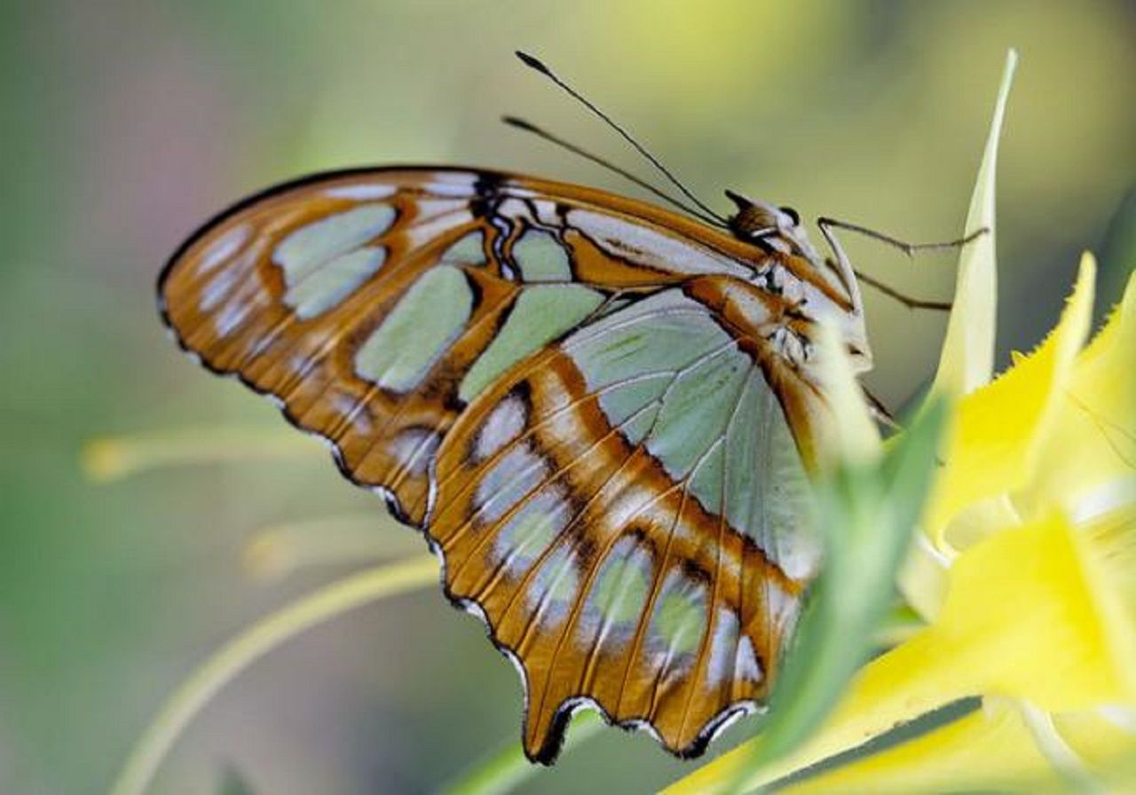 Butterfly11.jpg