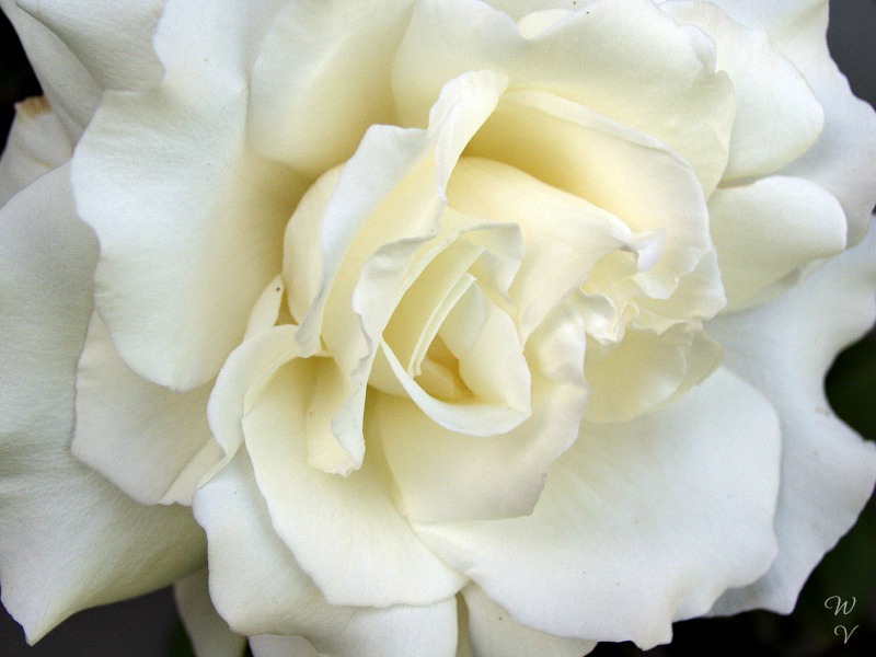 rosesopenweekend petals white rose.jpg