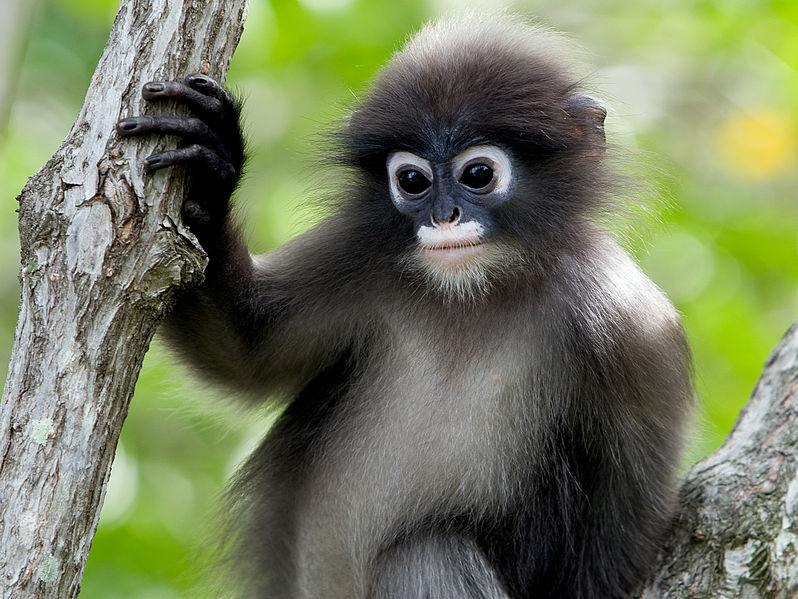 Duskyleafmonkey1.jpg