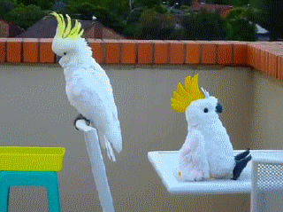 giphy (12).gif