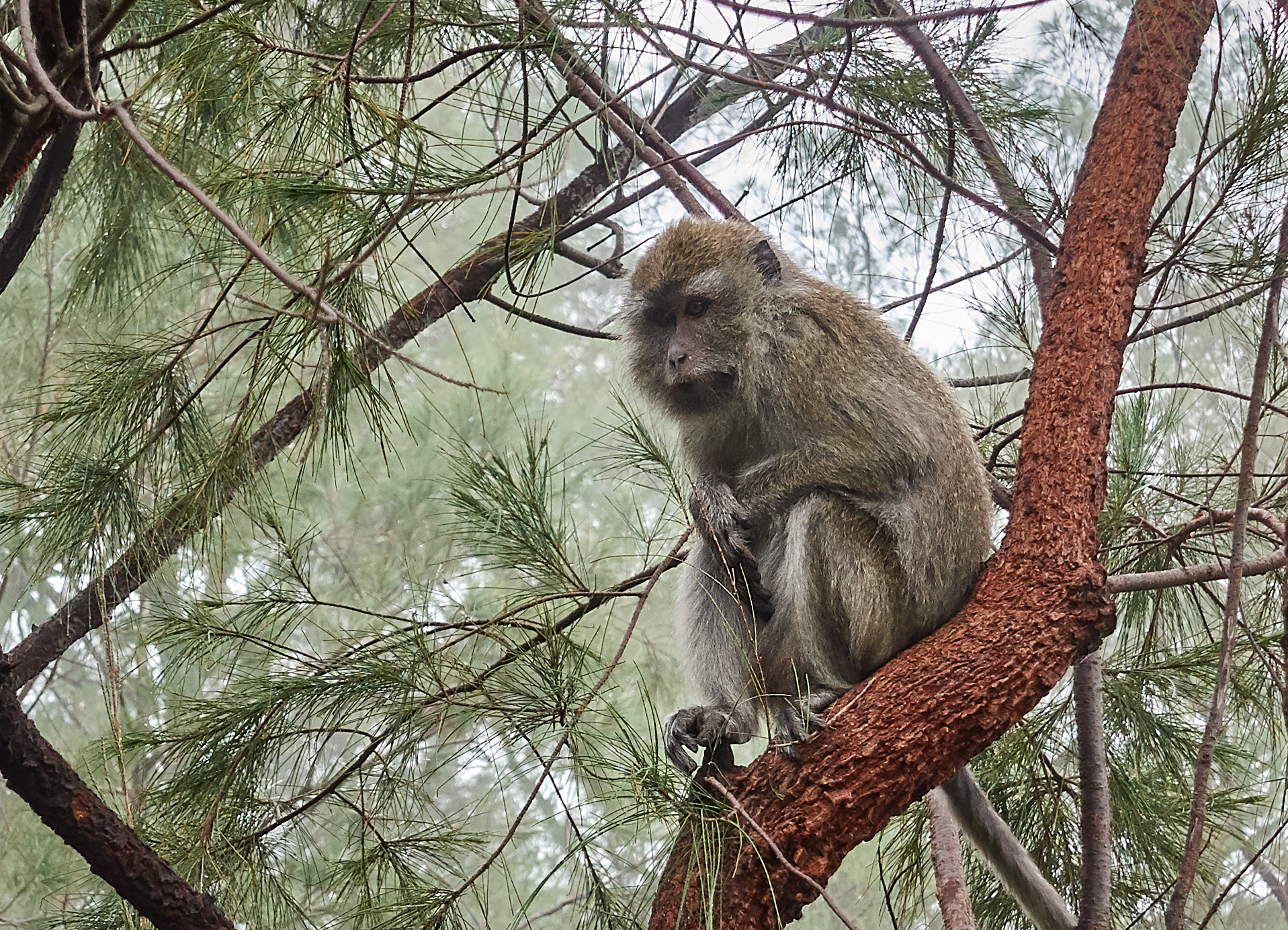 Monkey - Mount Kelimutu.jpg