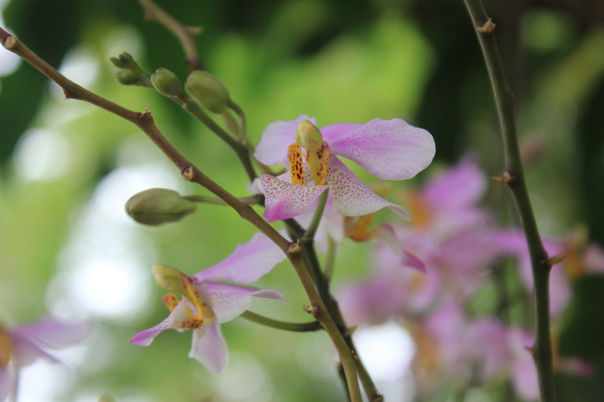 2_Orchid Phalaenopsis.JPG