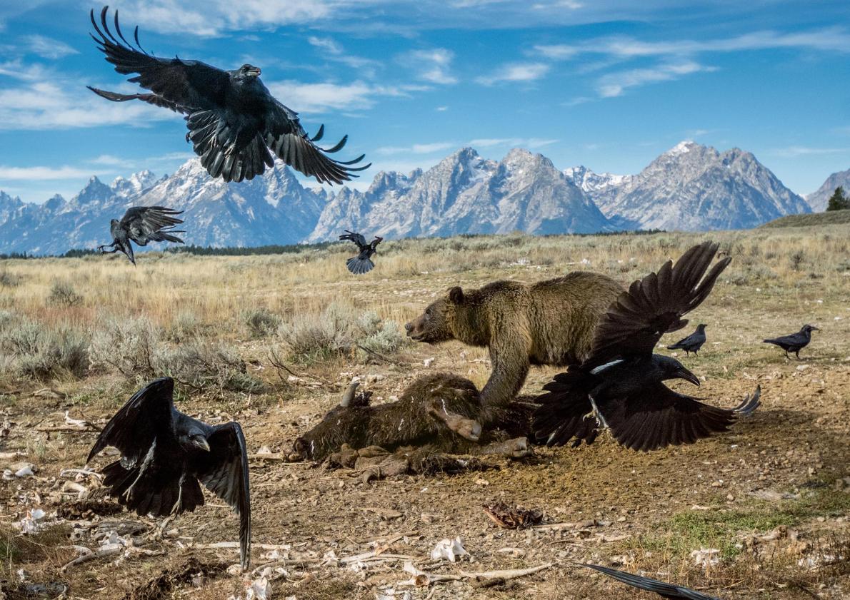 teton-grizzly-feeding.adapt.1190.1.jpg