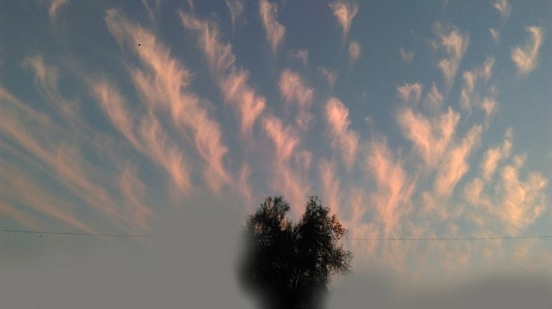 Cloud-Tree--02.jpg