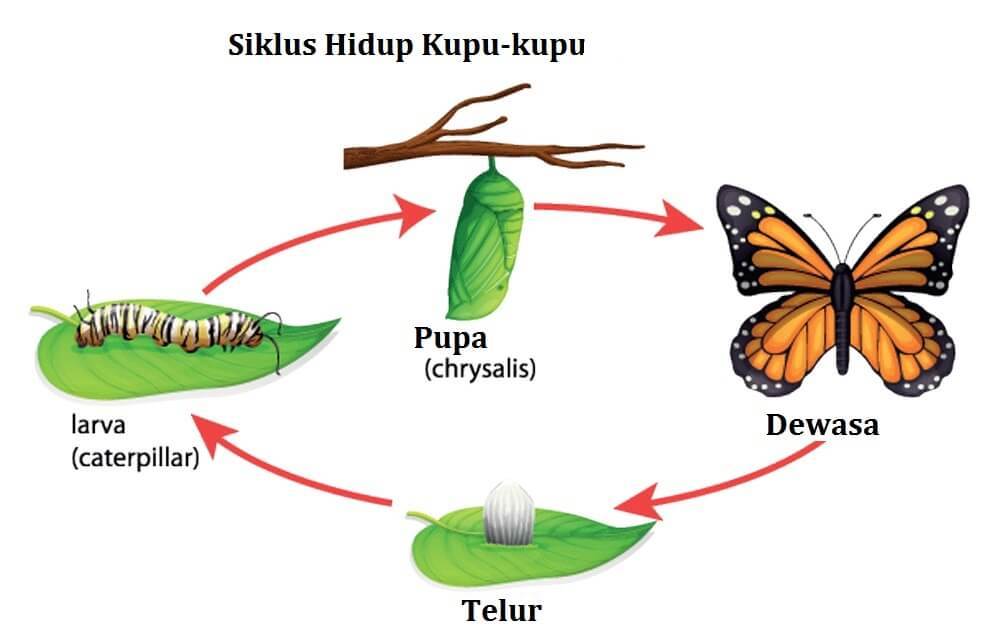 daur-hidup-kupu-kupu-1.jpg