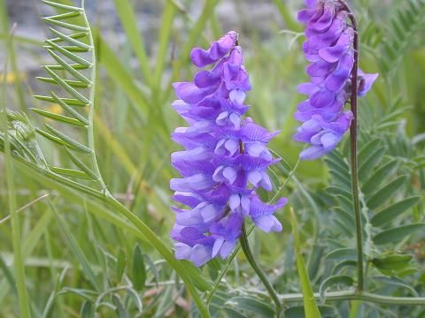 Milk Vetch.jpg