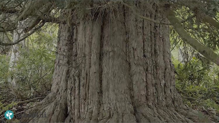 oldest living tree in the world