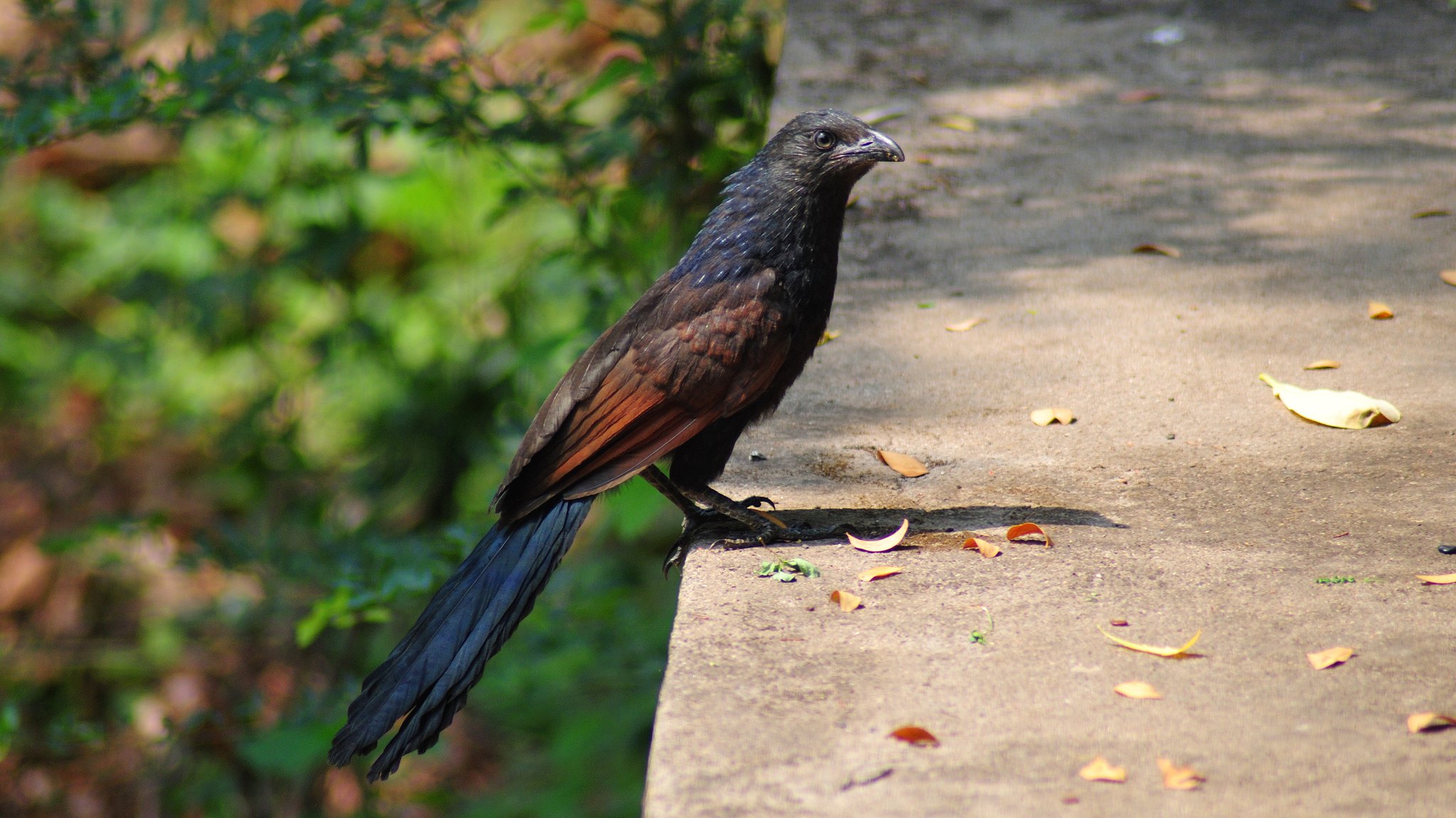 greater coucal.jpg