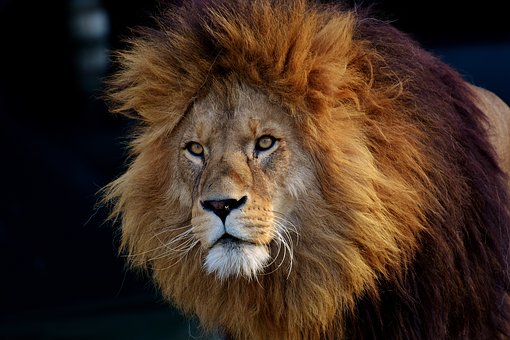 The Brave Lion Steemit