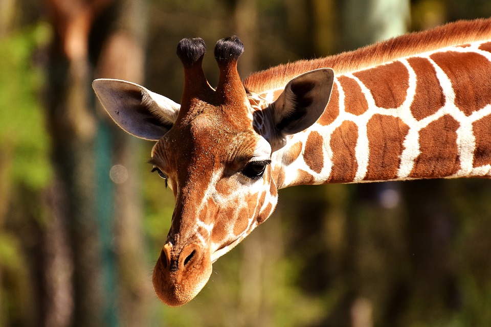 giraffe-2222908_960_720.jpg