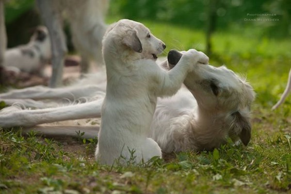 Cute-pictures-of-saluki-dogs-with-puppies-2.jpg